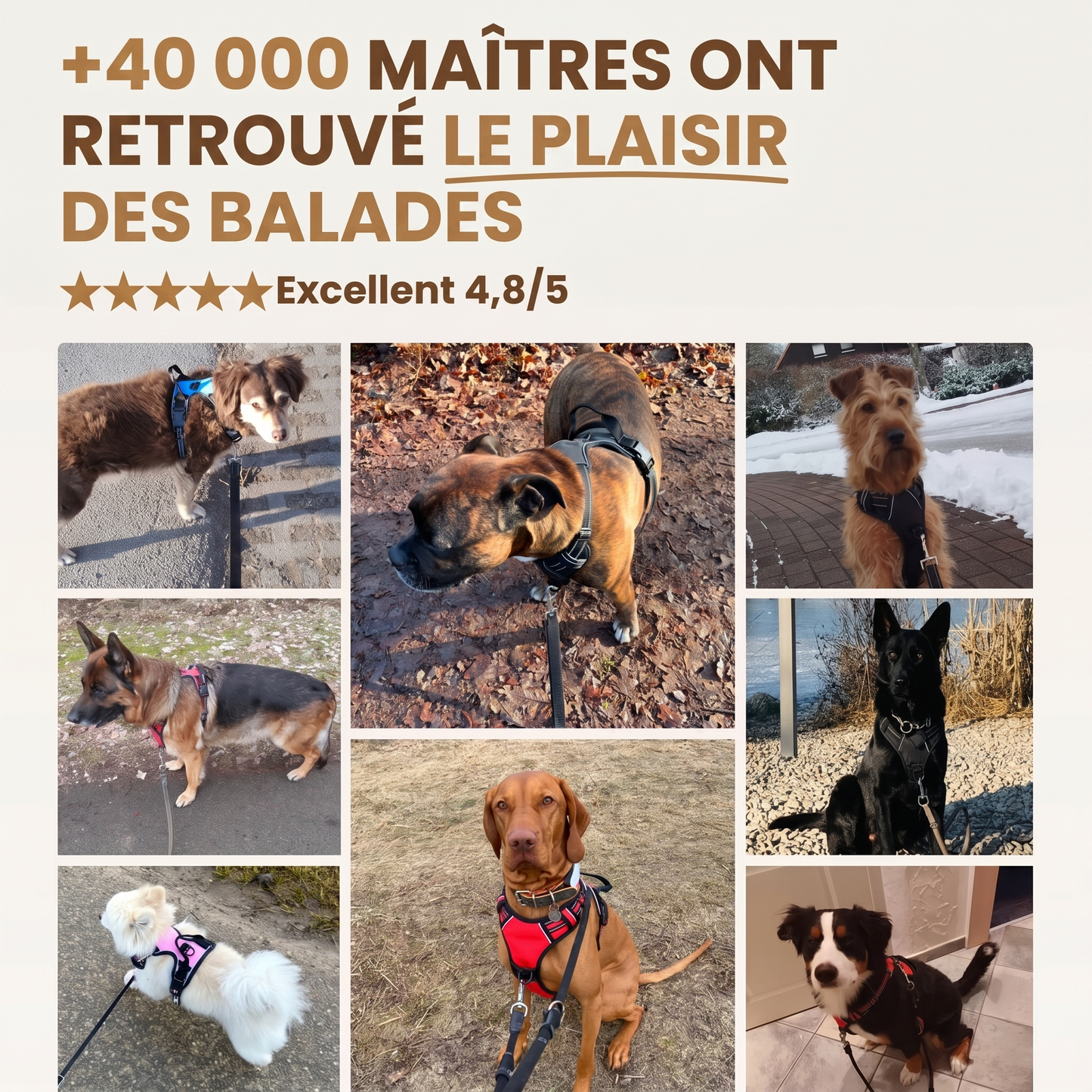 Laisse elastique Caninou - preuve-sociale