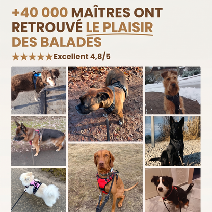 Laisse elastique Caninou - preuve-sociale